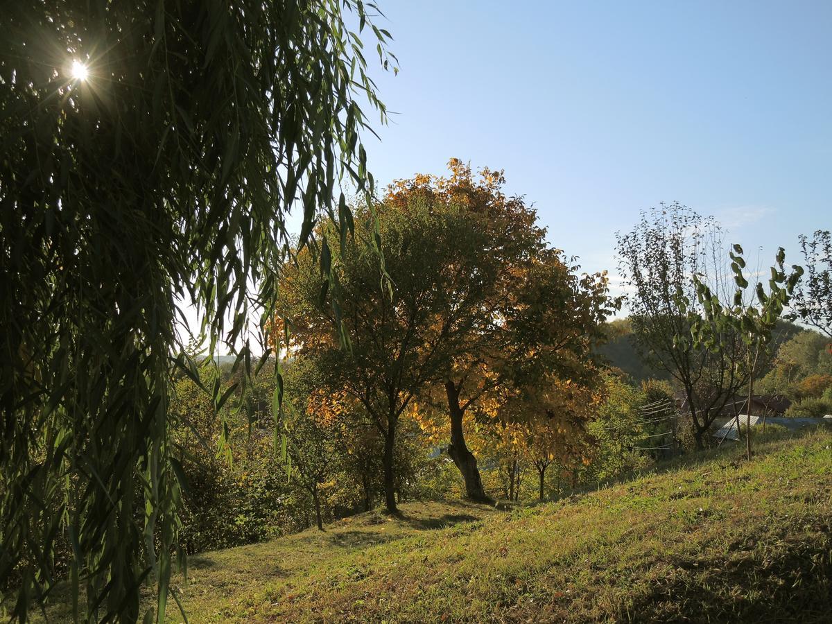 Guesthouse Vila Melisa Răsvadu de Sus Екстериор снимка